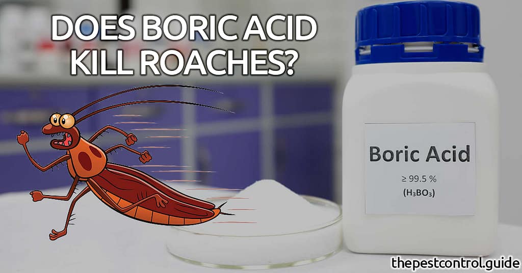 Does Boric Acid Kill Roaches