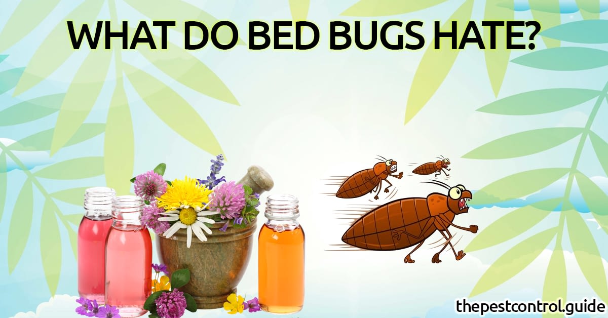 what-do-bed-bugs-hate-the-most