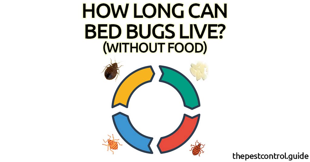 How Long Can Bed Bugs Live Without Food