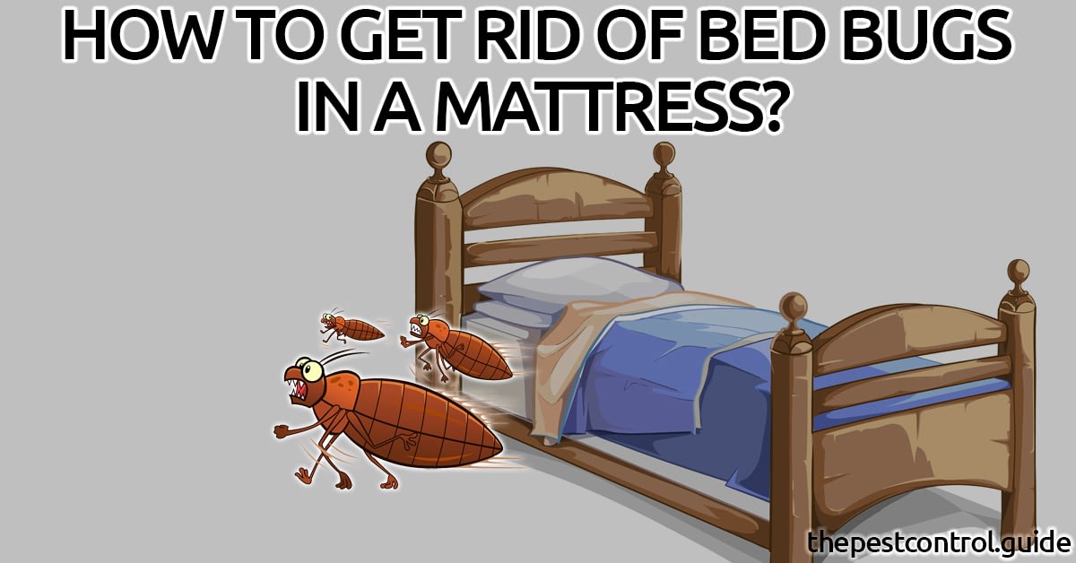 get rid of bed bugs on mattress