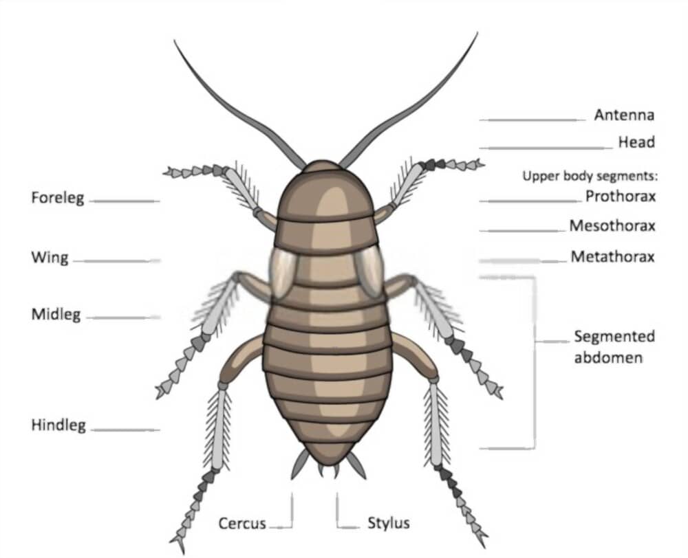 Cockroach Anatomy