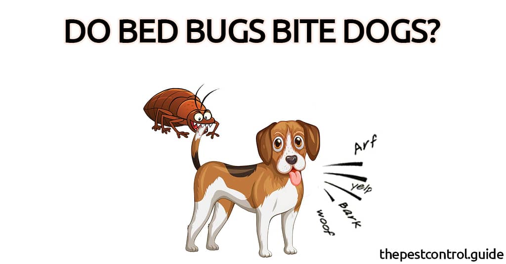 Do Bed Bugs Bite Dogs