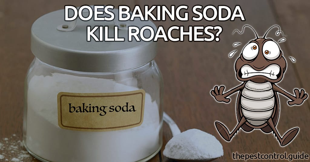 Does Baking Soda Kill Roaches