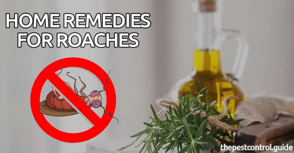 Home Remedies For Roaches