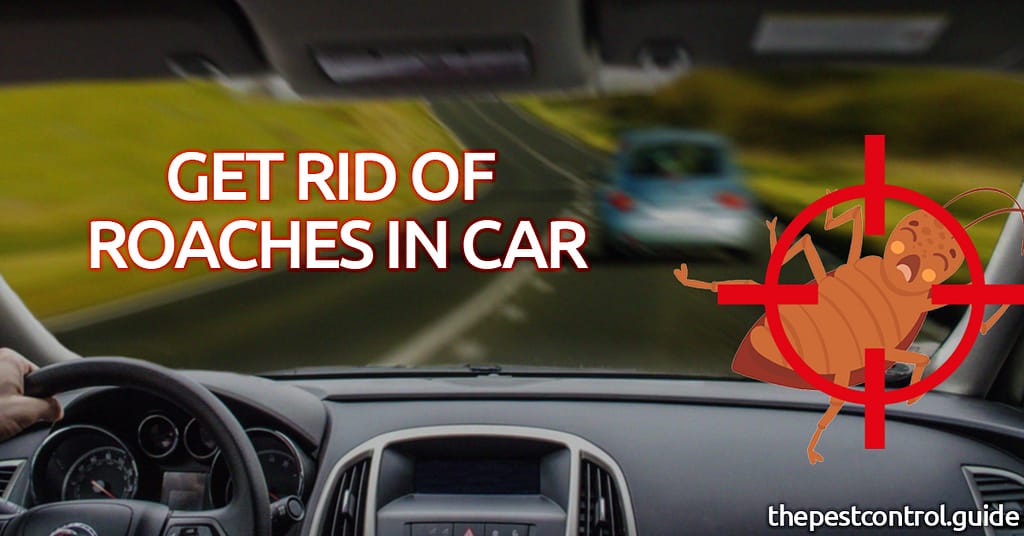 How To Get Rid Of Roaches In Car Fast