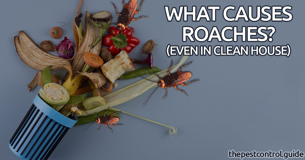 what-causes-roaches-in-a-clean-house