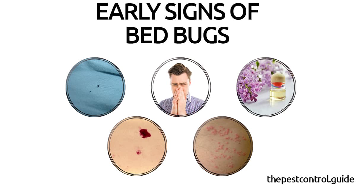 Early Signs of Bed Bugs (How to Identify and Get Rid Them)