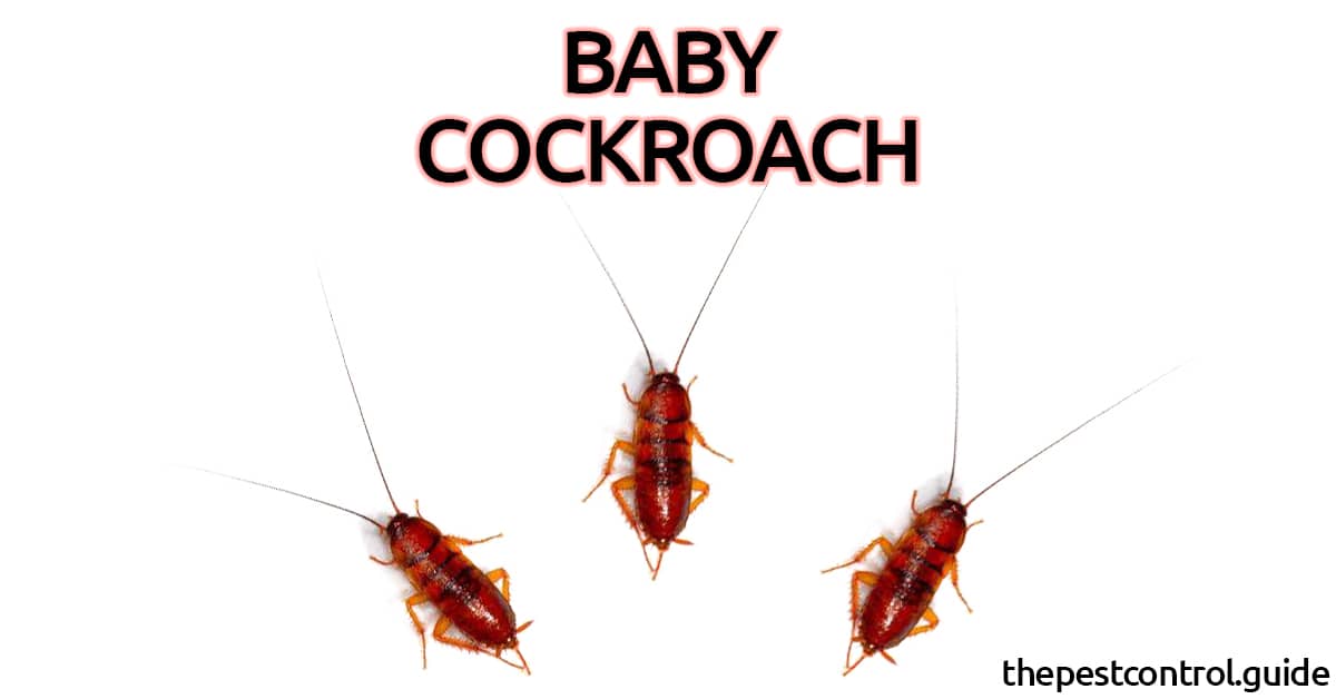What Do Baby Roaches Look Like