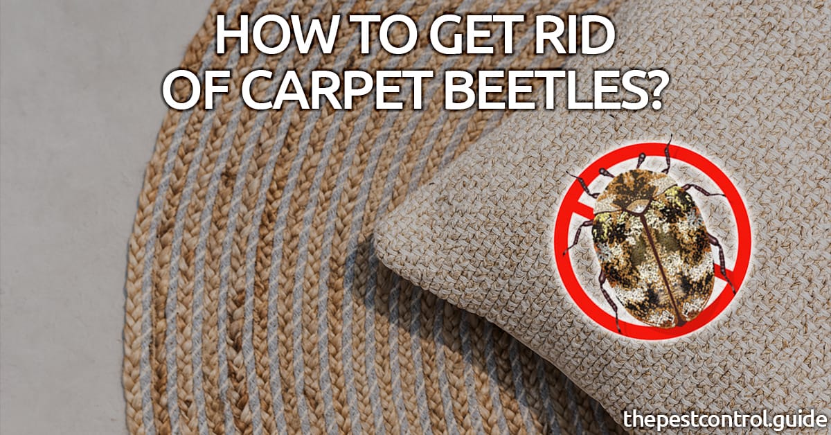 How To Get Rid of Carpet Beetles Permanently