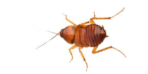 Baby Brown-Banded Cockroach