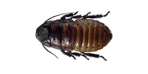 Baby Oriental Cockroach
