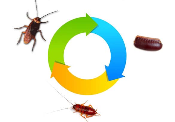 How Long Do Cockroaches Live