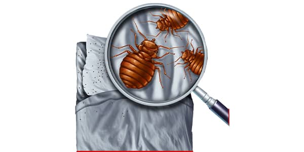 Pictures of Bed Bugs On Mattress