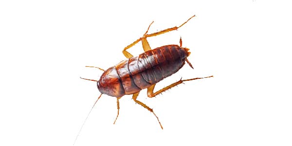 baby cockroach