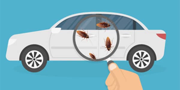 inspection of car for roaches