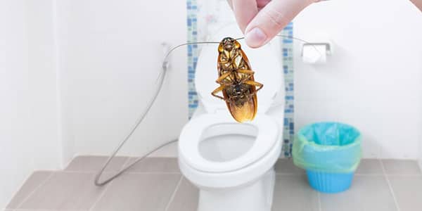 Roach in bathroom