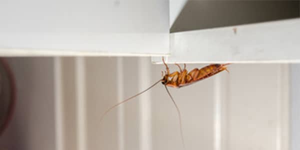 roach in cabinets