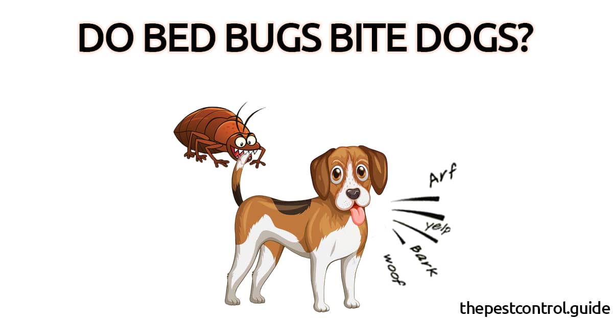 do bed bugs bother dogs