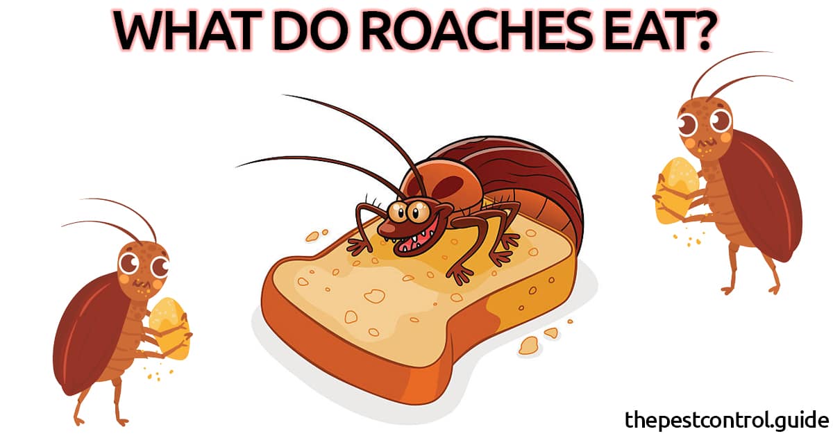 What Do Cockroaches Eat in The House or Apartment?